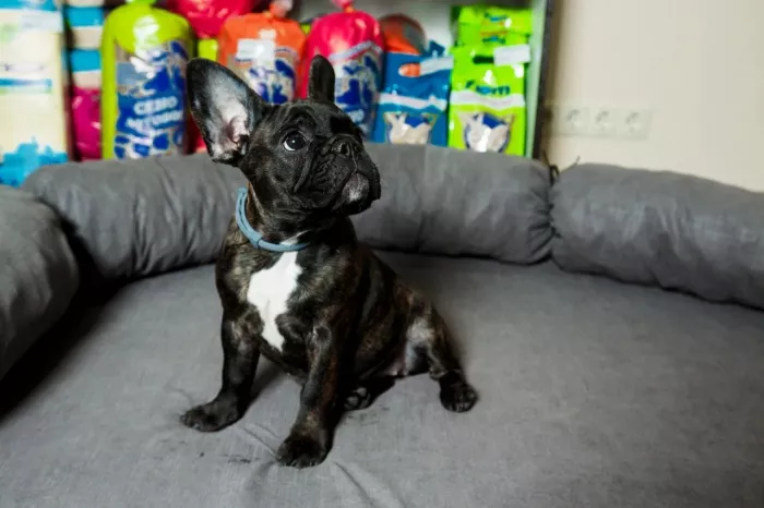  Зоомагазин "Фауна".