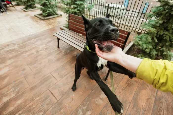 Зоомагазин "Фауна" на Пластунской.