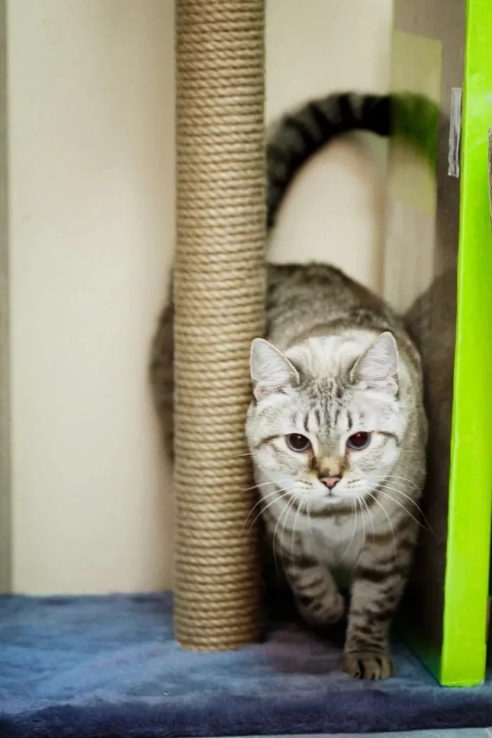 Зоомагазин "Фауна" на Пластунской.