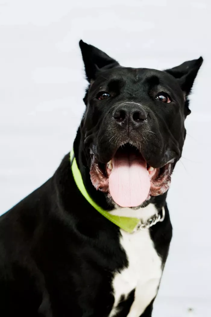 Зоомагазин "Фауна" на Пластунской.