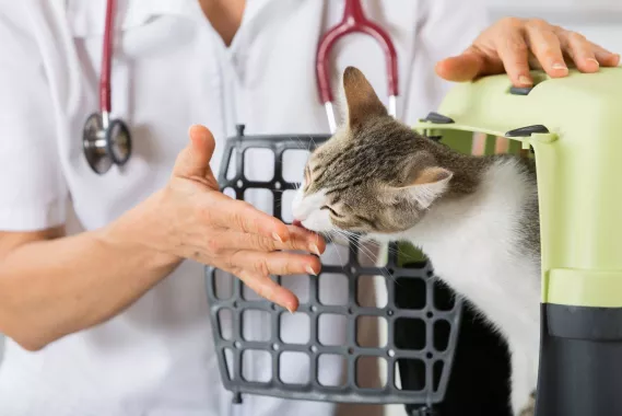 Ветеринарная клиника "My Vet".