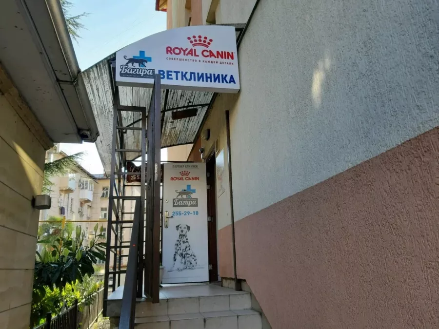 Ветеринарная клиника Багира в Сочи: Ветеринарная клиника, Ветклиника, Питомцы, Гостиница,
