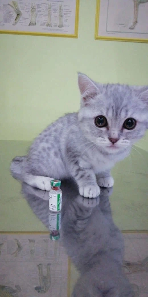 Ветеринарная клиника "Верный друг".