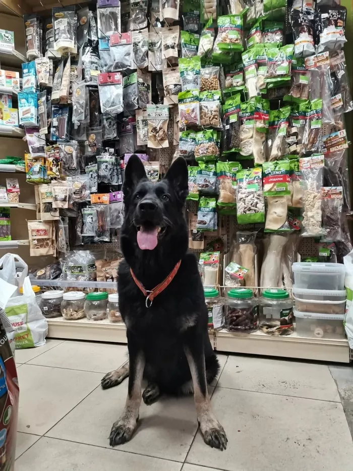 Зоомагазин "ДогХаус" на Черемуховая.