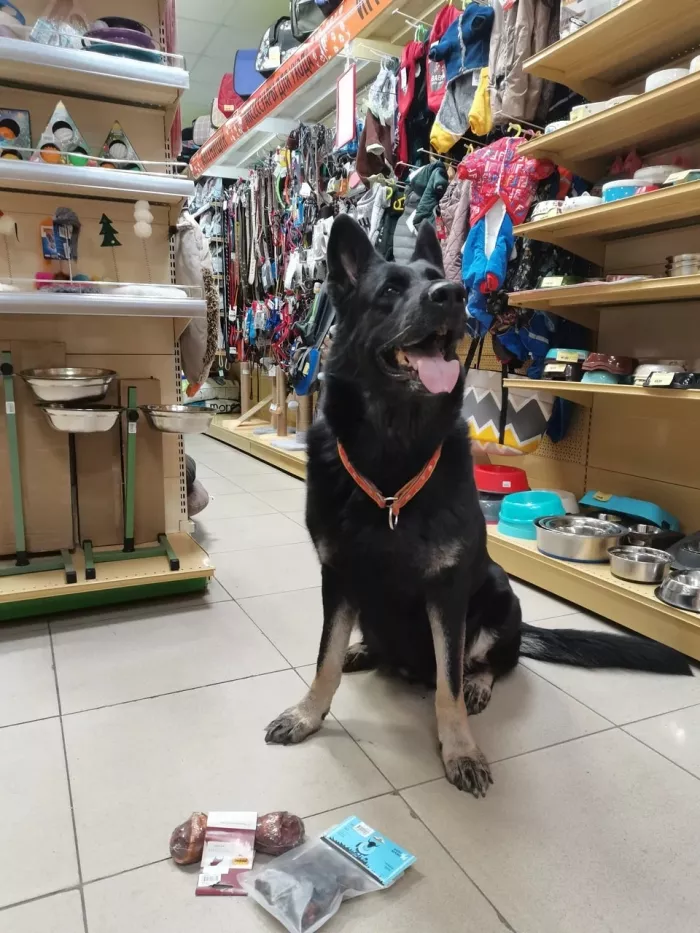 Зоомагазин "ДогХаус" на Черемуховая.