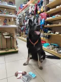 Миниатюра 7