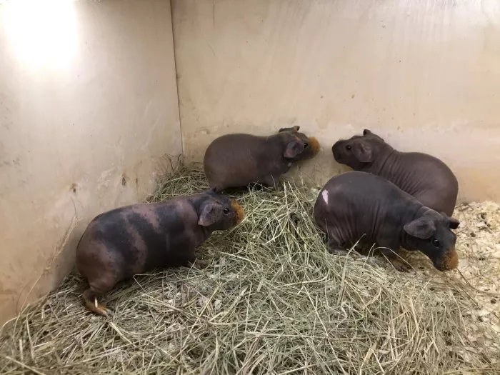 Зоомагазин "Зверополис".