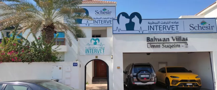 Ветеринарная клиника Intervet Veterinary Clinic в Дубаи: Ветеринар, Лечение, Клиника, Уход, Животные,