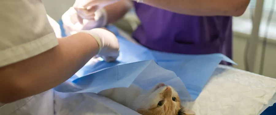 Ветеринарная клиника Intervet Veterinary Clinic в Дубаи: Лечение животных , Операция животных , Уход за животными , Клиника для животных ,