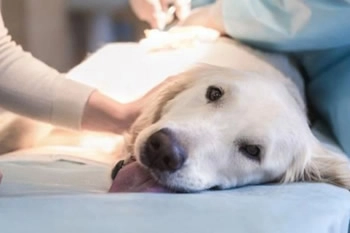 Ветеринарная клиника Intervet Veterinary Clinic в Дубаи: Лечение животных , Операция животных , Уход за животными , Клиника для животных ,