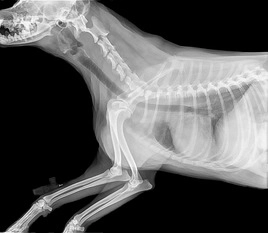 Ветеринарная клиника Intervet Veterinary Clinic в Дубаи: Лечение животных , Операция животных , Уход за животными , Клиника для животных ,