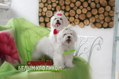 Зоомагазин Белый Кролик на Шилкинская  во  Владивостоке