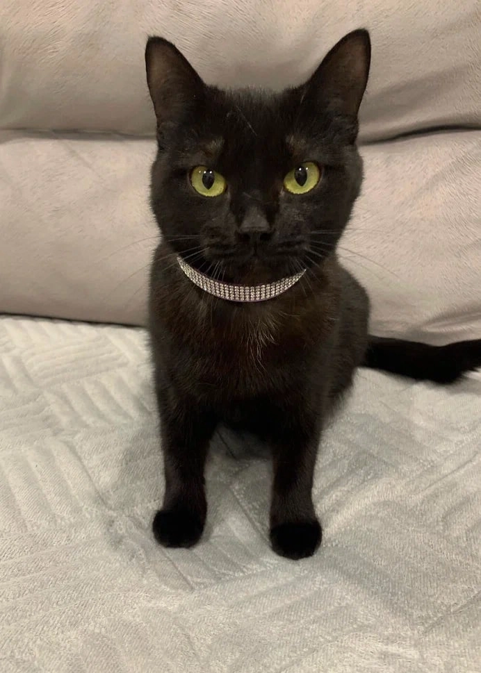  "Государственная ветеринарная клиника".