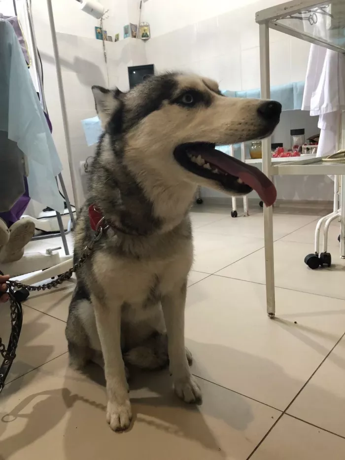  Ветеринарная клиника "Ника".