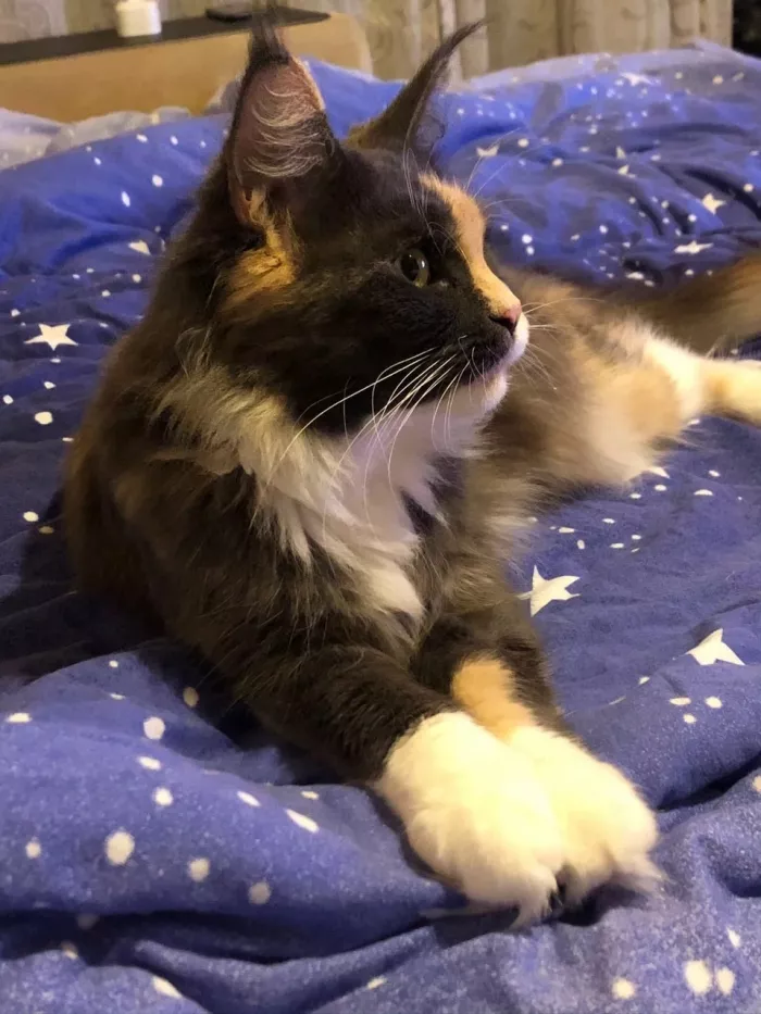  Ветеринарная клиника "Пульс".