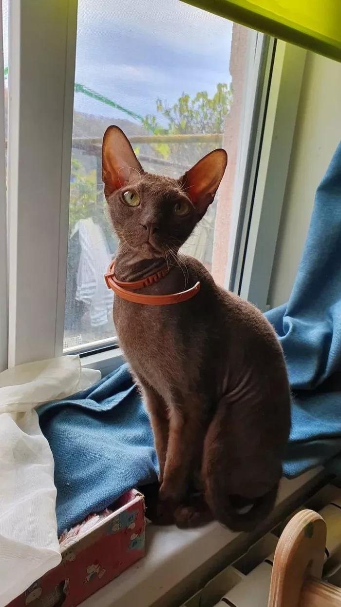  Ветеринарная клиника "Пульс".