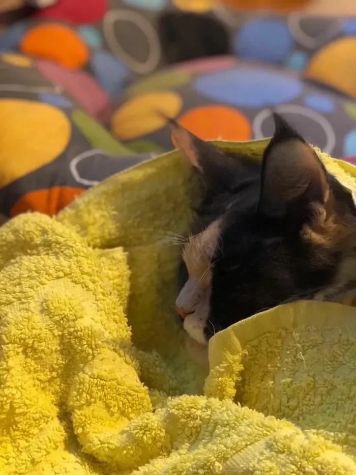  Ветеринарная клиника "Пульс".