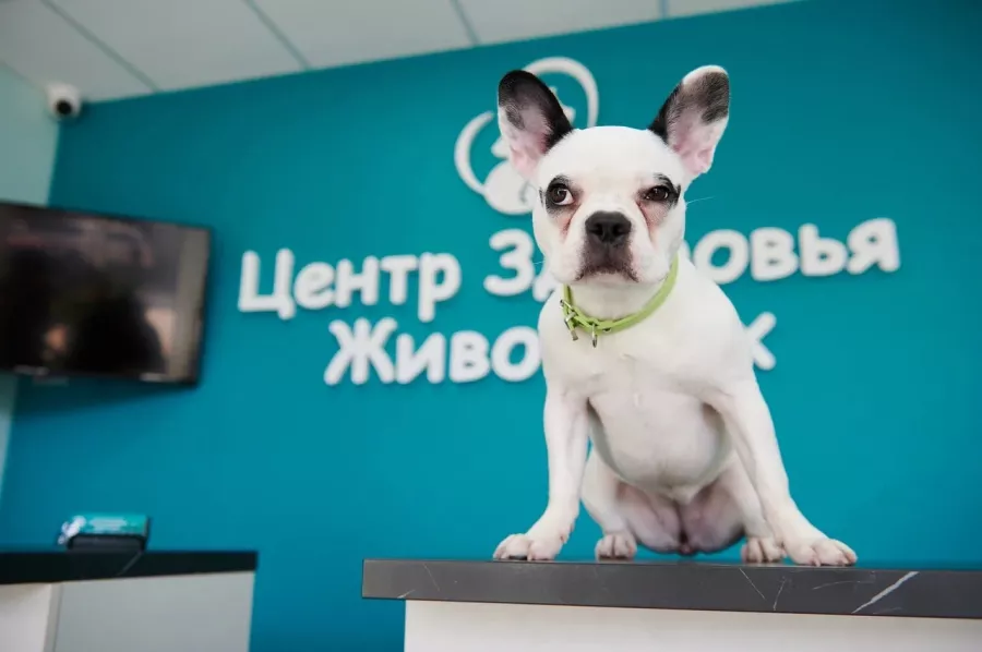 Центр здоровья животных в Сочи: Ветеринарная клиника, Ветклиника, Питомцы, Ветеринарная лаборатория, Зоосалон, Зоопарикмахерская ,