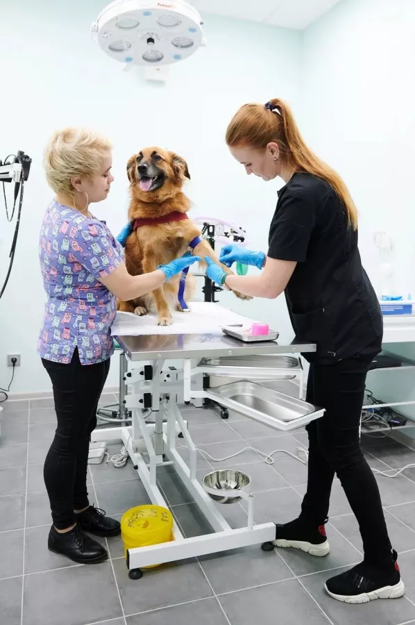 Центр здоровья животных в Сочи: Ветеринарная клиника, Ветклиника, Питомцы, Ветеринарная лаборатория, Зоосалон, Зоопарикмахерская ,