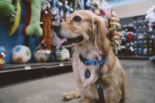 Зоомагазин Гарфилд  во  Владивостоке