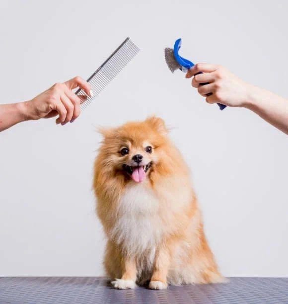 Зоомагазин "Верные друзья".