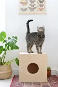 Миниатюра 8