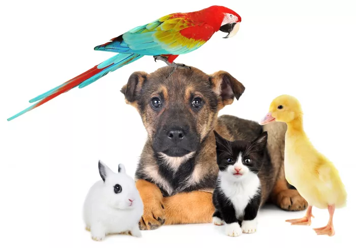 Зоомагазин "Комиссар Рекс".