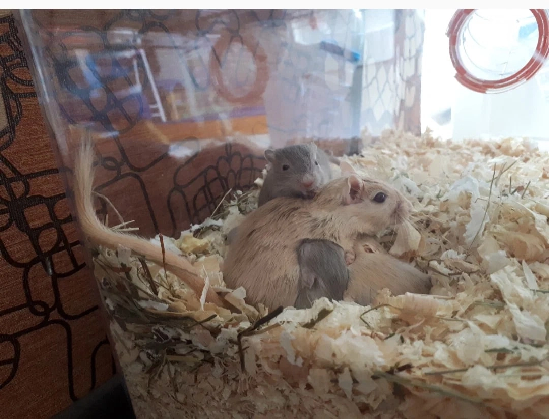 Зоомагазин "Кошки-Мышки".