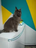 Миниатюра 6