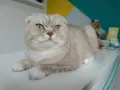 Миниатюра 7
