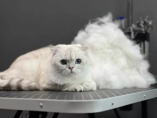 Зоосалон "Barberdog".