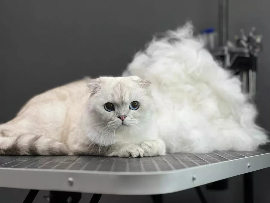 Зоосалон Barberdog в Владивостоке: Зоосалон, Зоопарикмахерская, Груминг, Питомцы,