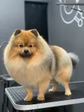 Миниатюра 3