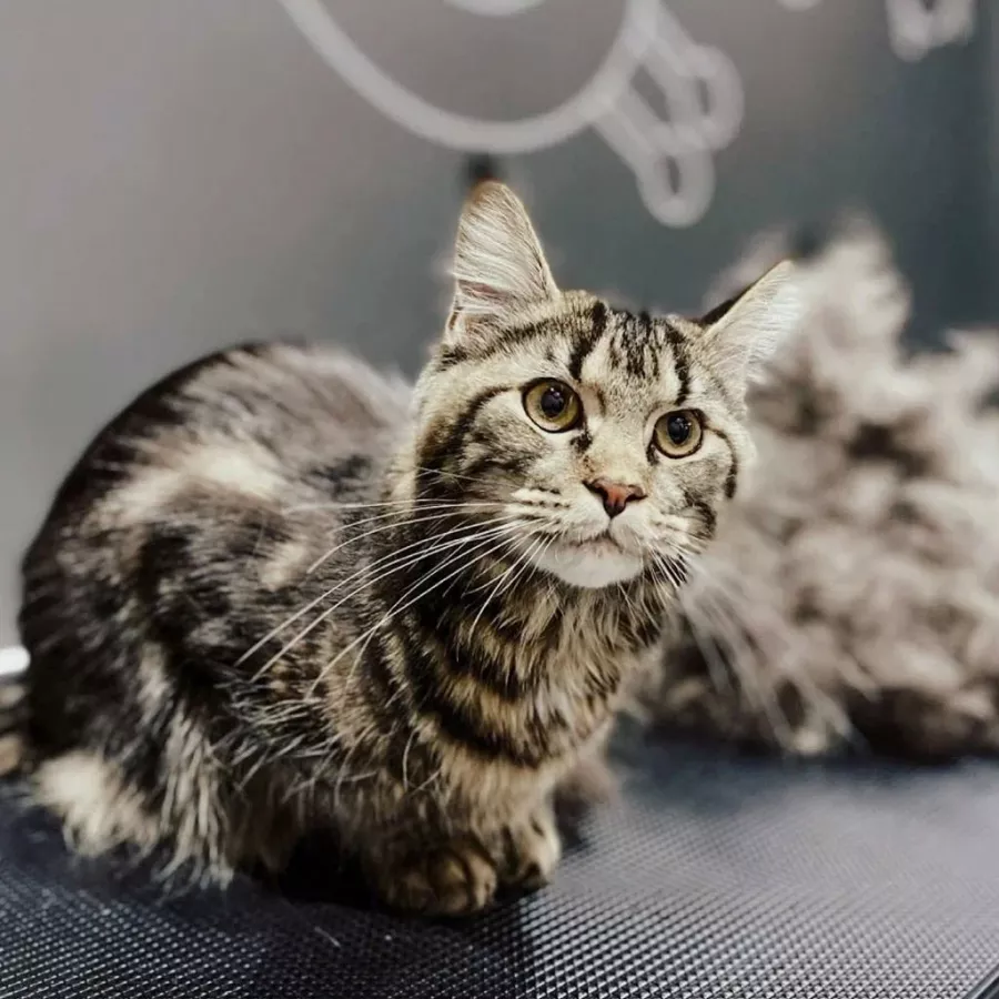 Зоосалон Barberdog в Владивостоке: Зоосалон, Зоопарикмахерская, Груминг, Питомцы,