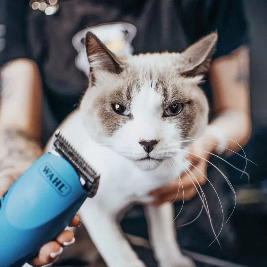 Зоосалон Barberdog в Владивостоке: Зоосалон, Зоопарикмахерская, Груминг, Питомцы,