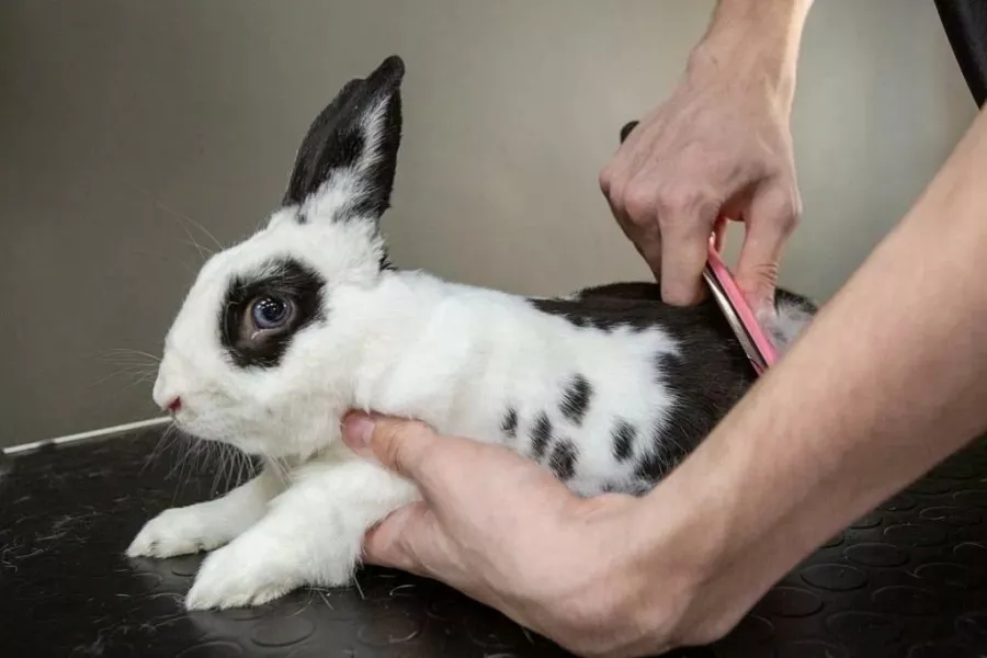 Зоосалон Barberdog в Владивостоке: Зоосалон, Зоопарикмахерская, Груминг, Питомцы,