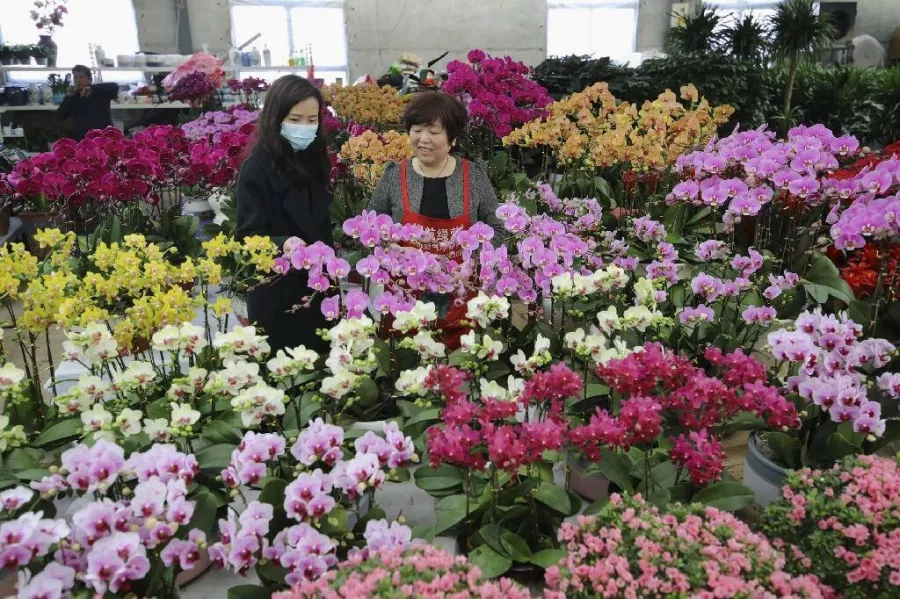 Магазин цветов Dushi Fangqun Gardening and Flower Market в Пекине: Доставка цветов, Букеты, Живые цветы, Цветочный,