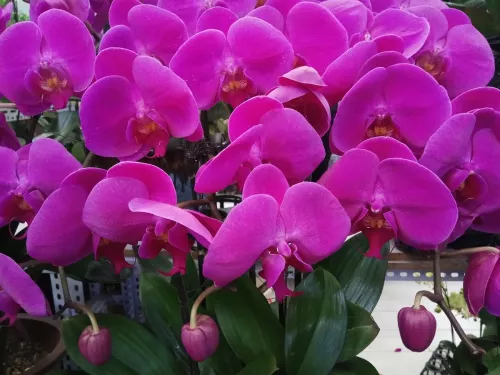 Магазин цветов LaiTai Flower Market в Пекине