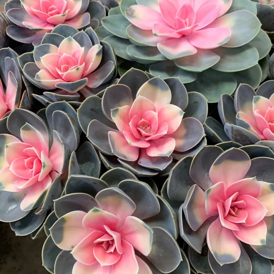 Магазин цветов LaiTai Flower Market в Пекине: Доставка цветов, Букеты, Живые цветы, Цветочный,