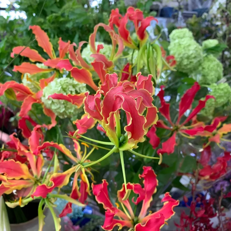 Магазин цветов LaiTai Flower Market в Пекине: Доставка цветов, Букеты, Живые цветы, Цветочный,