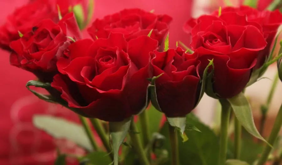 Магазин цветов Tongsha Flower Market в Пекине: Доставка, Цветы, Разное,