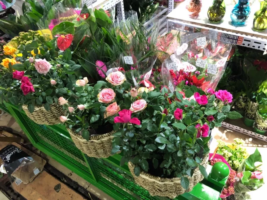 Магазин цветов Chaolaichun Flower Market в Пекине: Доставка цветов, Букеты, Живые цветы, Цветочный,
