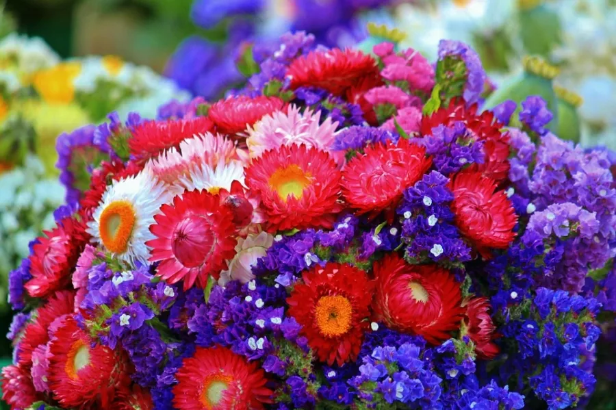 Магазин цветов Chaolaichun Flower Market в Пекине: Доставка цветов, Букеты, Живые цветы, Цветочный,