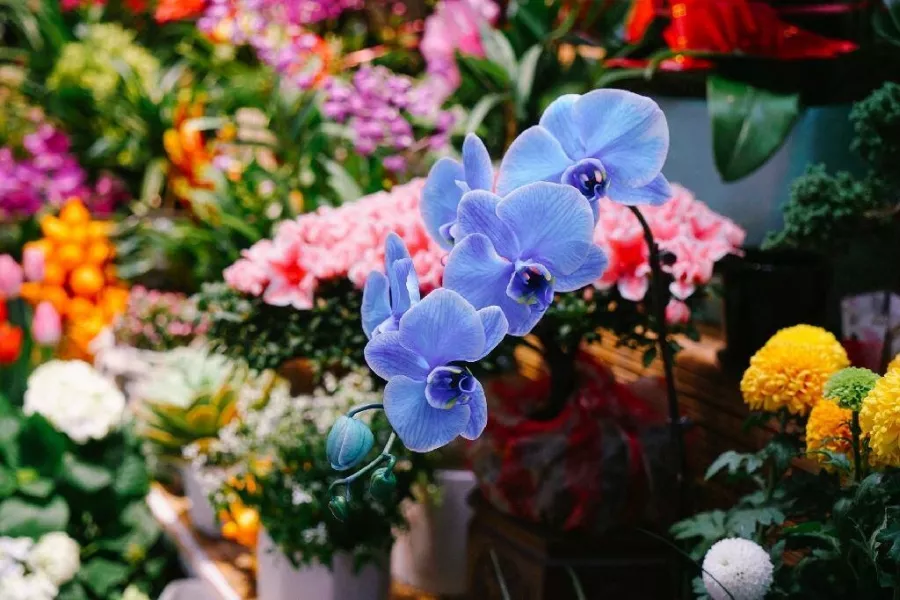 Магазин цветов Yuquanying Flower Market в Пекине: Доставка цветов, Букеты, Живые цветы, Цветочный,