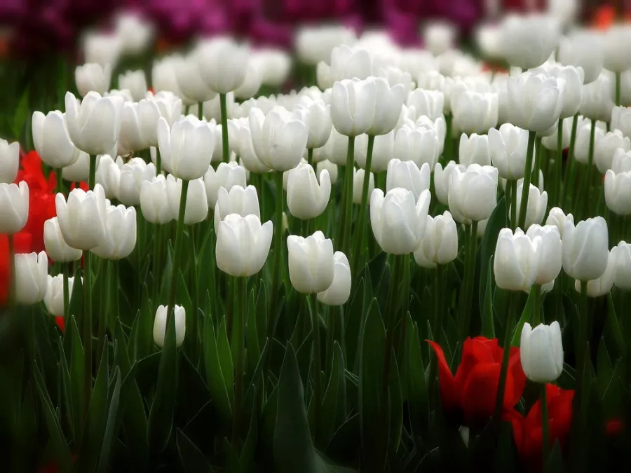 Магазин цветов Yuquanying Flower Market в Пекине: Доставка цветов, Букеты, Живые цветы, Цветочный,