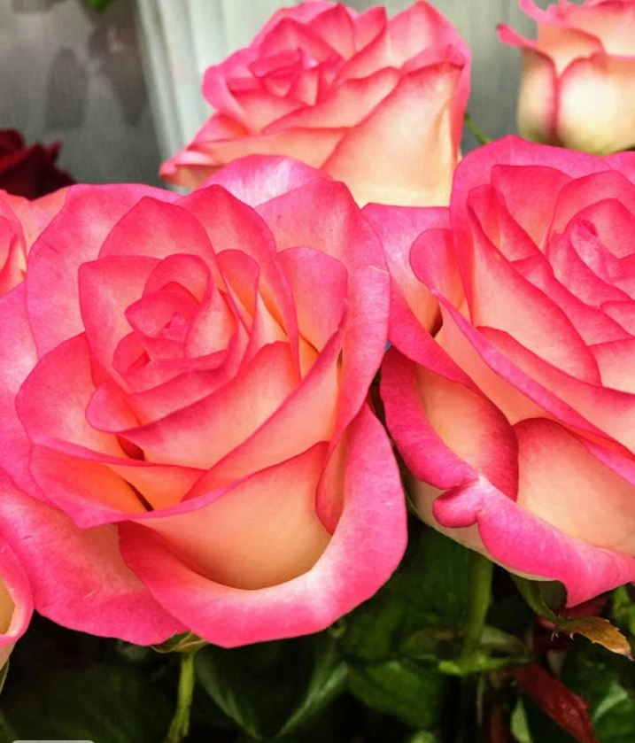 Цветочный магазин "Первоцветы".