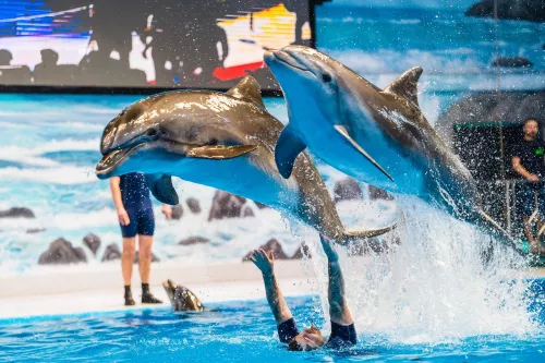 Дельфинарий Dubai Dolphinarium  в  Дубаи