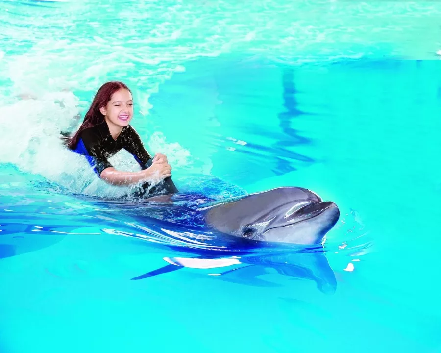 Дельфинарий Dubai Dolphinarium в Дубаи: Шоу дельфинов , Шоу экзотических птиц , Кинотеатр , Плавание с дельфинами , Танец тюленей ,