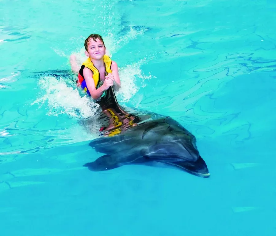 Дельфинарий Dubai Dolphinarium в Дубаи: Шоу дельфинов , Шоу экзотических птиц , Кинотеатр , Плавание с дельфинами , Танец тюленей ,