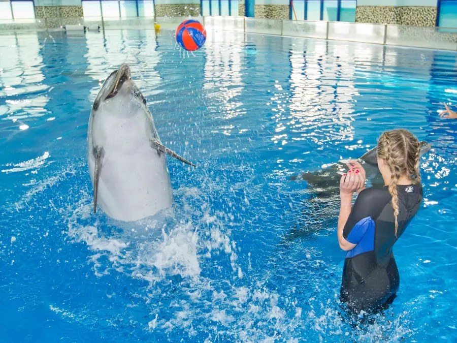 Дельфинарий Dubai Dolphinarium в Дубаи: Шоу дельфинов , Шоу экзотических птиц , Кинотеатр , Плавание с дельфинами , Танец тюленей ,
